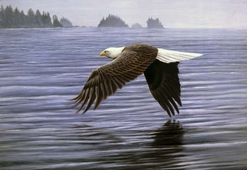Low Flight Bald Eagle by Dr. Jeremy Paul art print