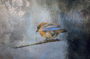 Bluebird In Winter by Jai Johnson art print