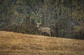 Buck At Pinson Mounds by Jai Johnson art print