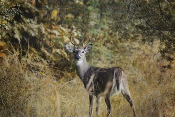 Buck In Autumn by Jai Johnson art print