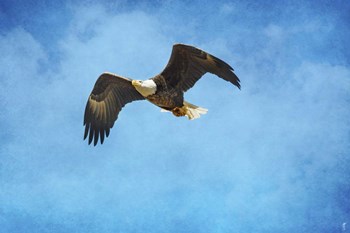 Early Spring Flight Bald Eagle by Jai Johnson art print