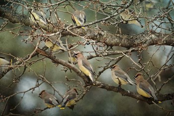 Family Reunion Cedar Wax wings by Jai Johnson art print