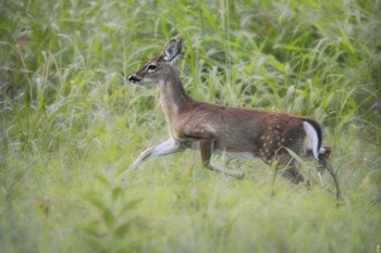 Fawn In October by Jai Johnson art print