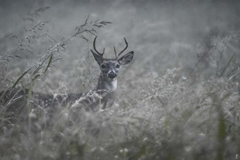 Foggy Morning Buck by Jai Johnson art print