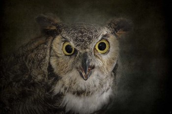 Great Horned Owl by Jai Johnson art print