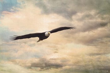 High Flyer Bald Eagle by Jai Johnson art print