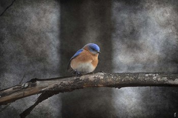 Last Day Home Bluebird by Jai Johnson art print