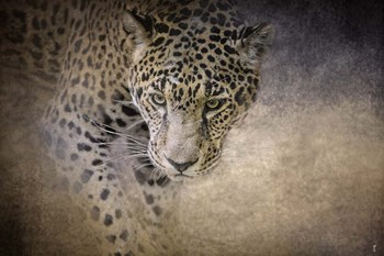 Stalking Her Prey Leopard by Jai Johnson art print