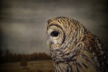 The Surveyor by Jai Johnson art print