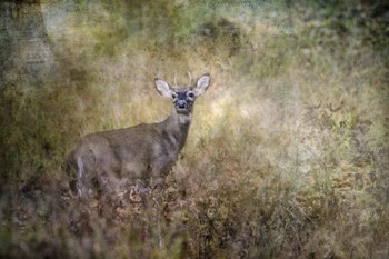 Young Buck by Jai Johnson art print