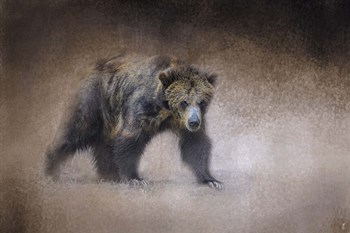 Young Grizzly Bear by Jai Johnson art print
