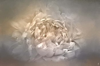 Blushing Silver And Gold Peony by Jai Johnson art print