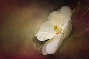 Magnolia In Bloom 1 by Jai Johnson art print