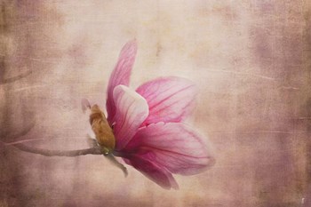 Pink Magnolia 1 by Jai Johnson art print