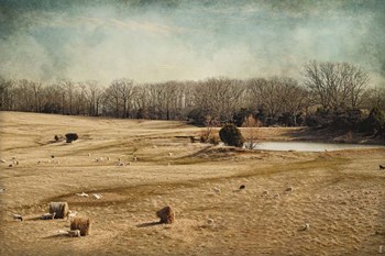 Sheep In The Meadow by Jai Johnson art print