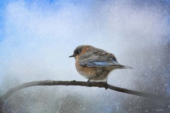 Bluebird In The Snow by Jai Johnson art print