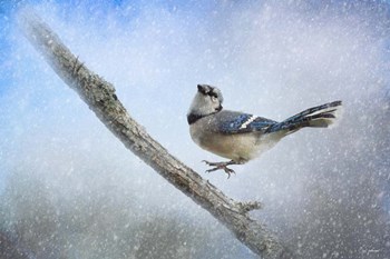Bluejay In The Snow by Jai Johnson art print