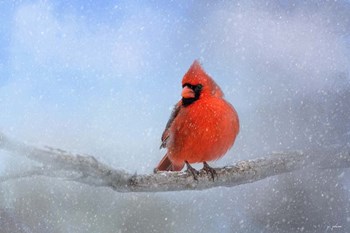 Cardinal In The Snow by Jai Johnson art print