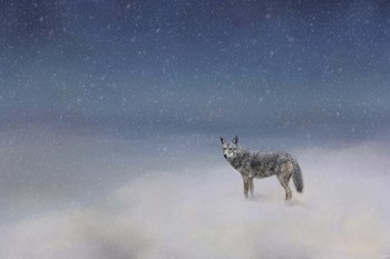 Coyote In Winter by Jai Johnson art print