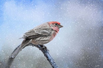 Finch In The Snow by Jai Johnson art print