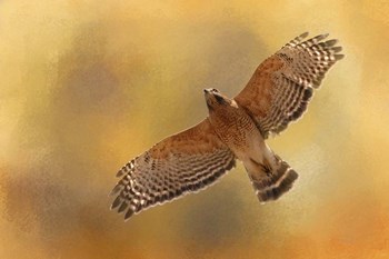 Raptors Afternoon Flight by Jai Johnson art print