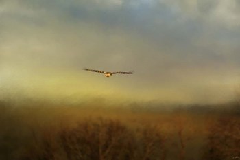 Retreating Redtail by Jai Johnson art print