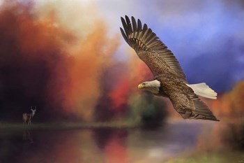 Fall Flight Bald Eagle by Jai Johnson art print