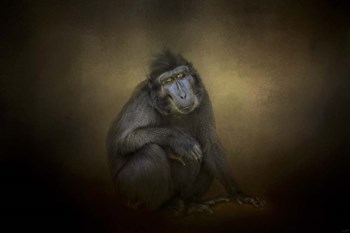 Portrait Of A Savannah Baboon by Jai Johnson art print