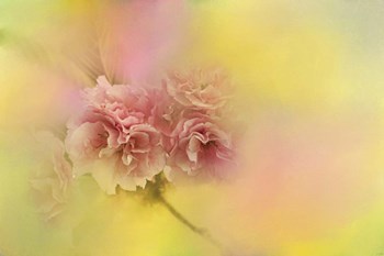 Spring Cherry Blossoms by Jai Johnson art print