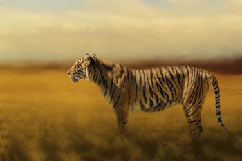 Tiger In The Golden Field by Jai Johnson art print
