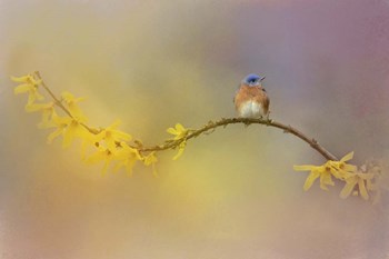 A Little Blue In The Garden by Jai Johnson art print