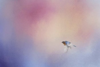 I Wish I Could Fly - Bluebird 1 by Jai Johnson art print