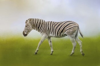 Journey Of The Zebra by Jai Johnson art print
