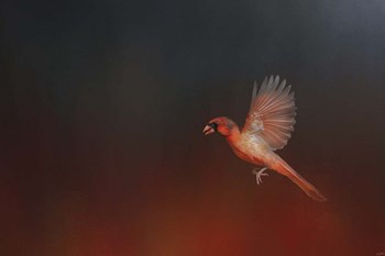 I Wish I Could Fly - Cardinal 1 by Jai Johnson art print