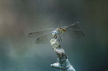 Perched Dragonfly by Jai Johnson art print