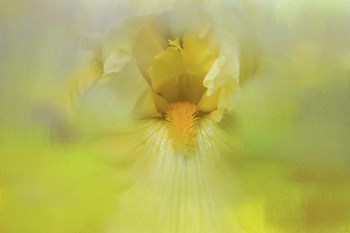 Iris In Lime by Jai Johnson art print