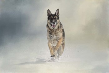 Snow Day For The Shepherd by Jai Johnson art print