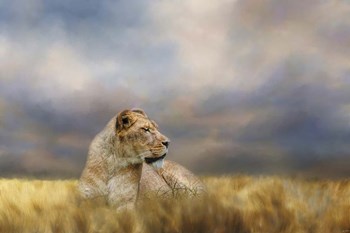 Lioness After The Storm by Jai Johnson art print