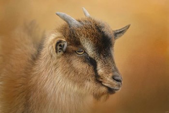 Portrait Of A Nubian Dwarf Goat by Jai Johnson art print