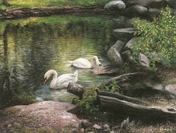 Swan Song by Kevin Dodds art print