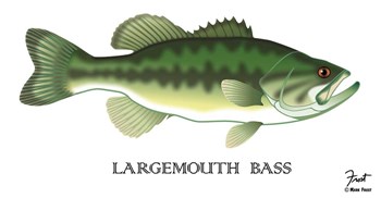 Largemouth Bass by Mark Frost art print