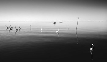 11 Herons by Moises Levy art print