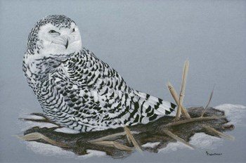 Owl by Rusty Frentner art print