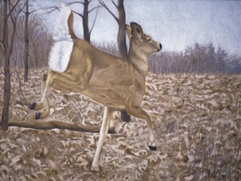 White-Tailed Deer by Rusty Frentner art print