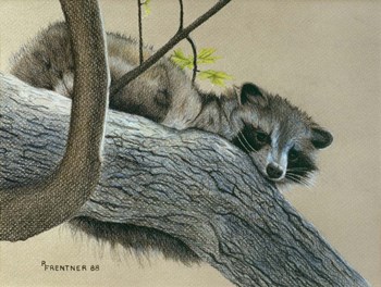 Raccoon by Rusty Frentner art print