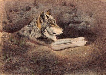 Mexican Wolf by Rusty Frentner art print
