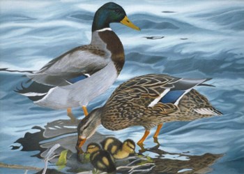 Mallard Family by Rusty Frentner art print