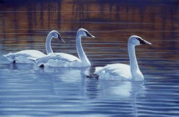 Sea Of Tranquility by Rusty Frentner art print