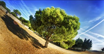 Summer Tree by Sebastien Lory art print