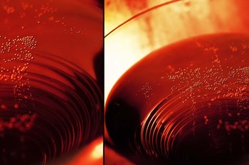 Red Champagne by Sebastien Lory art print